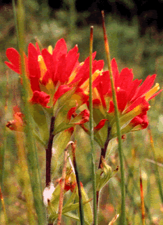 Castilleja s0065p